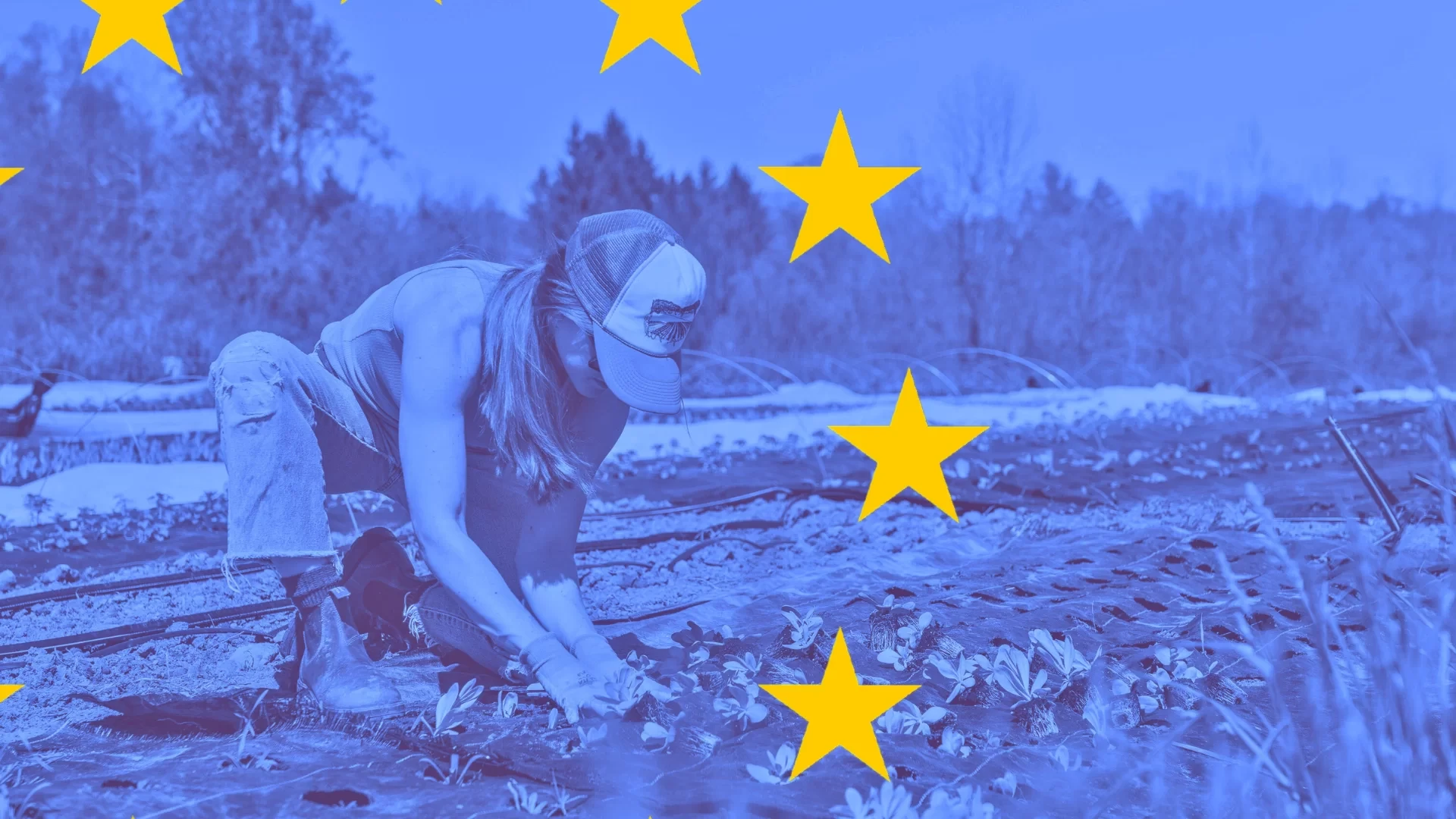 Feeding Half a Billion: Polish EU Presidency Must Prioritise Common Agricultural Policy Reform.